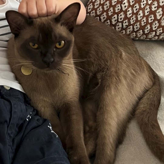  Lynx Burmese lost 5 march